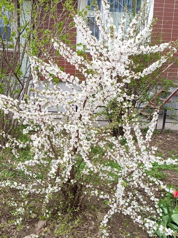 Чайная беседка