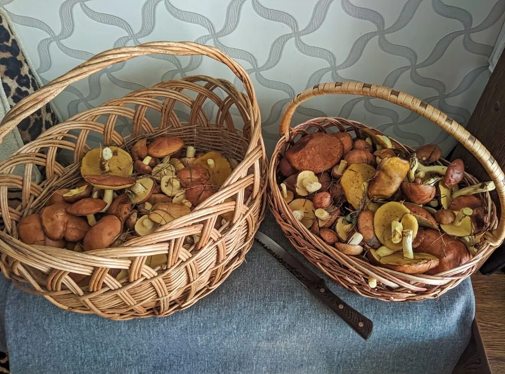 По грибы с лукошком