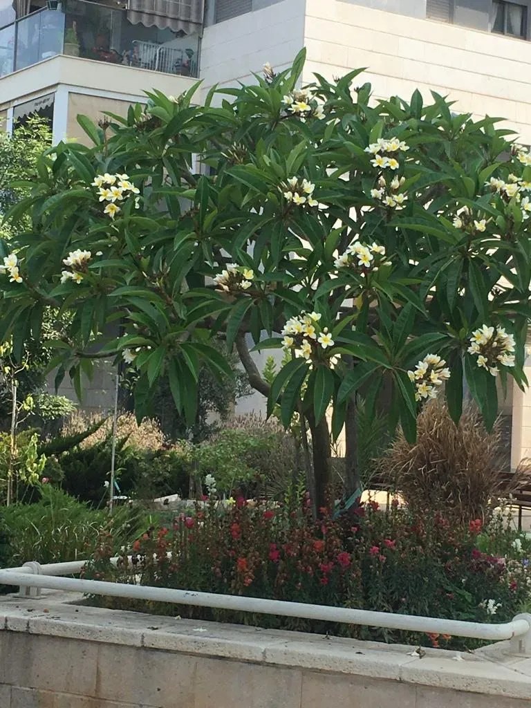 Чайная беседка