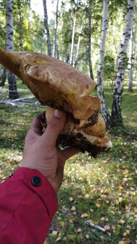 Чайная беседка