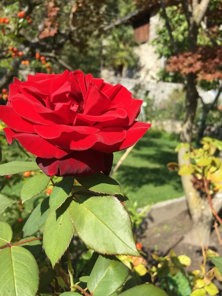 Чайная беседка