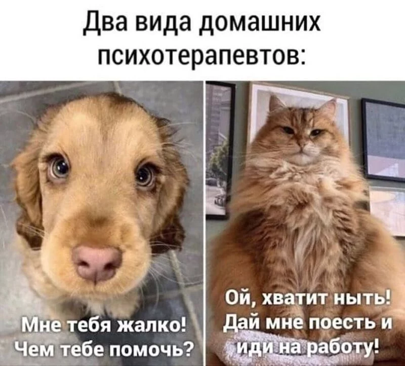 Человек собаке друг!!!