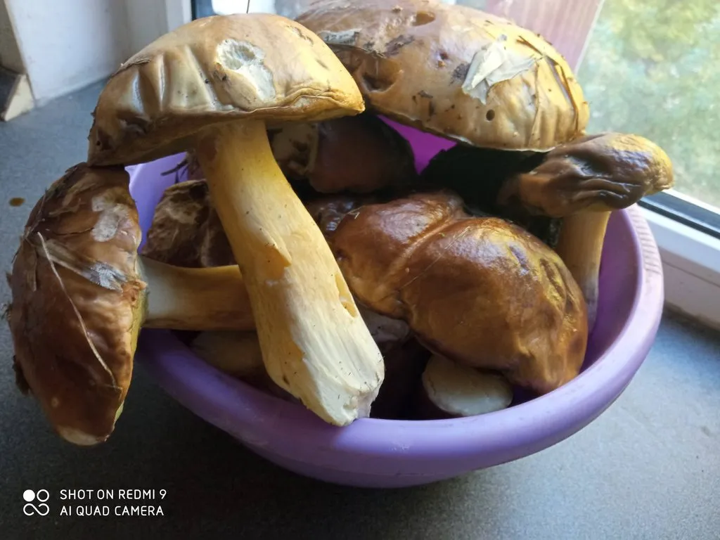 По грибы с лукошком
