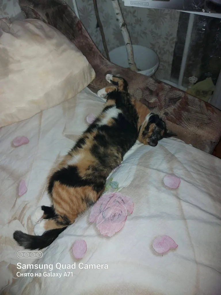 Чайная беседка