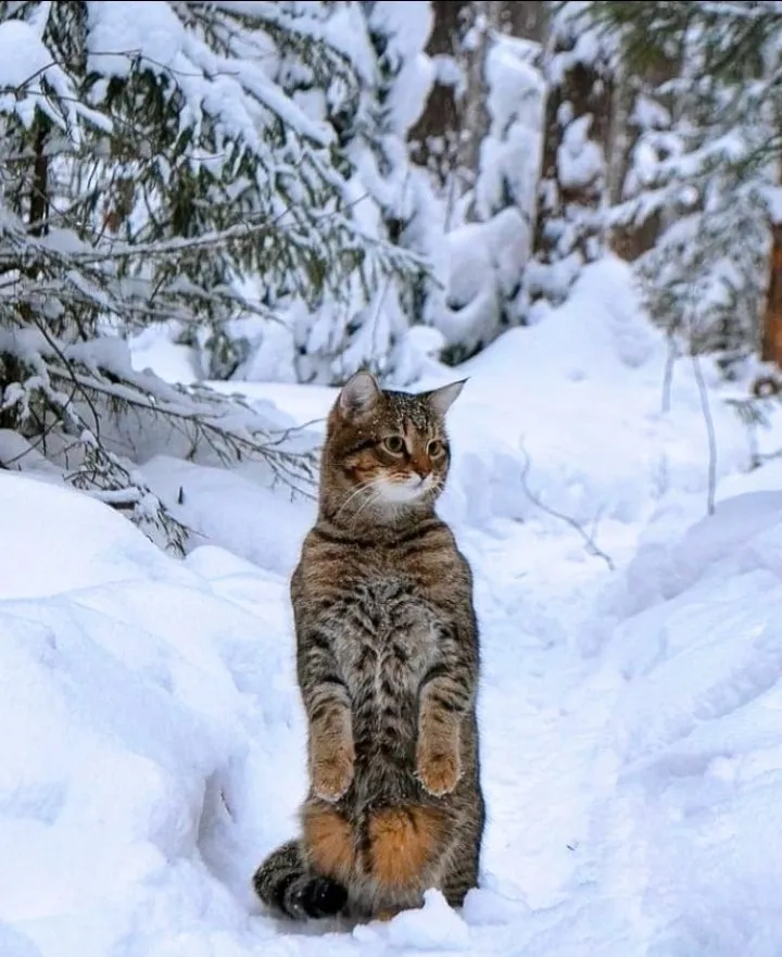 Кошичкина полиция