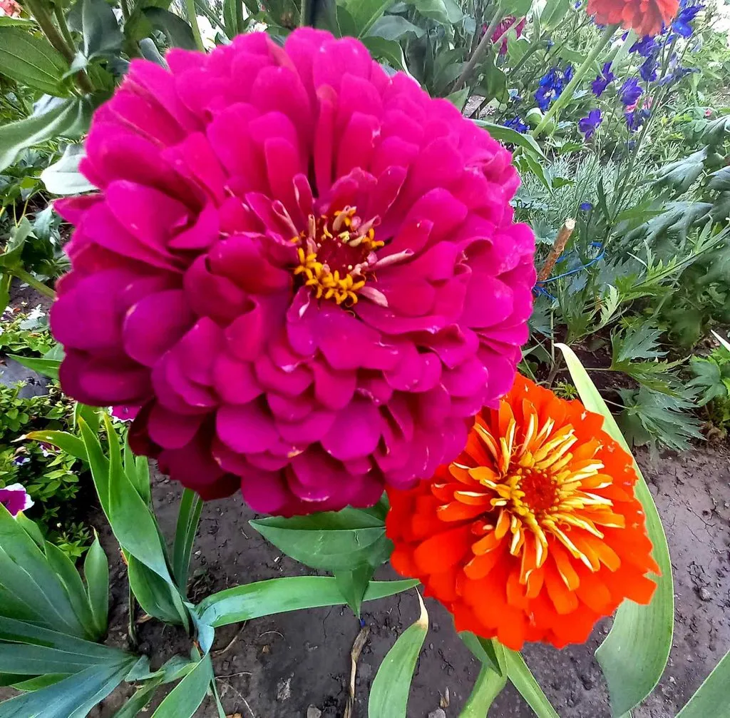 Чайная беседка