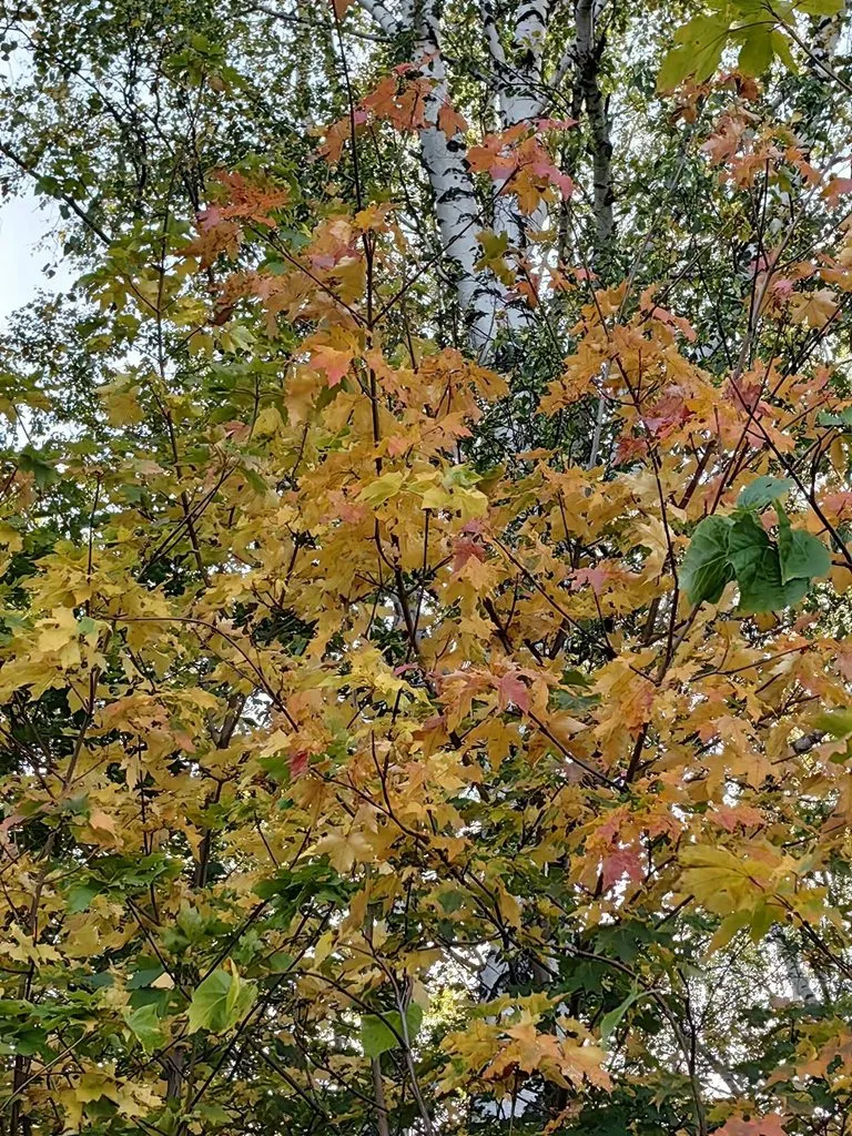 Чайная беседка