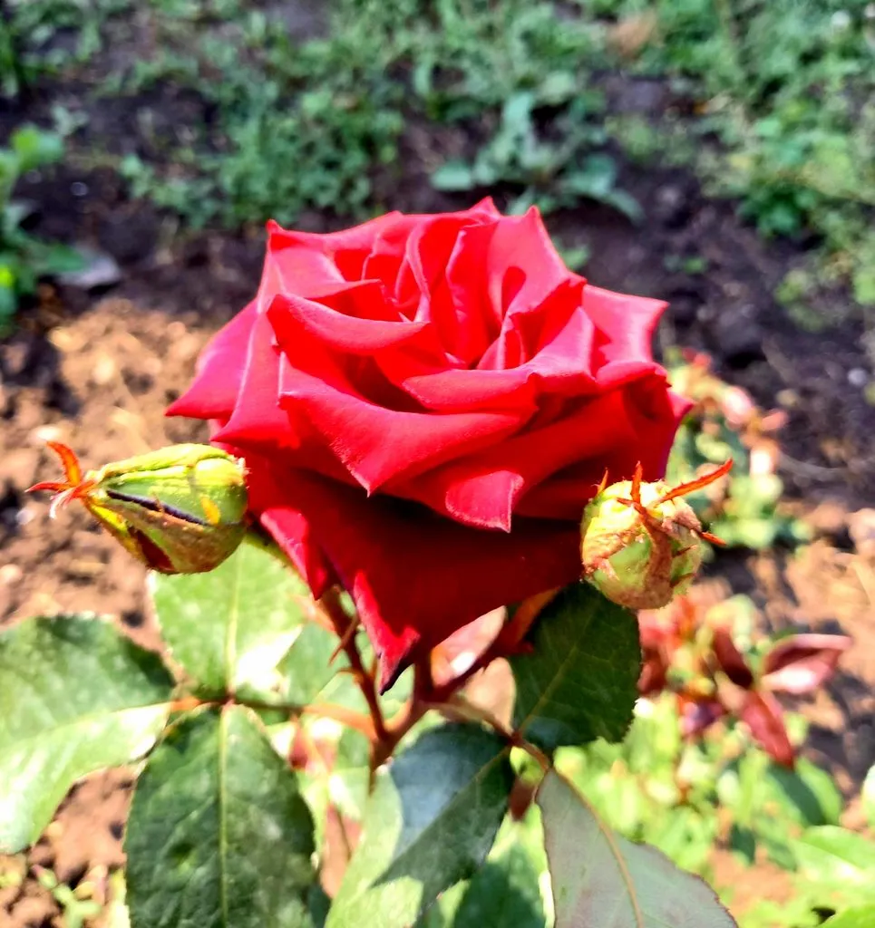 Флора