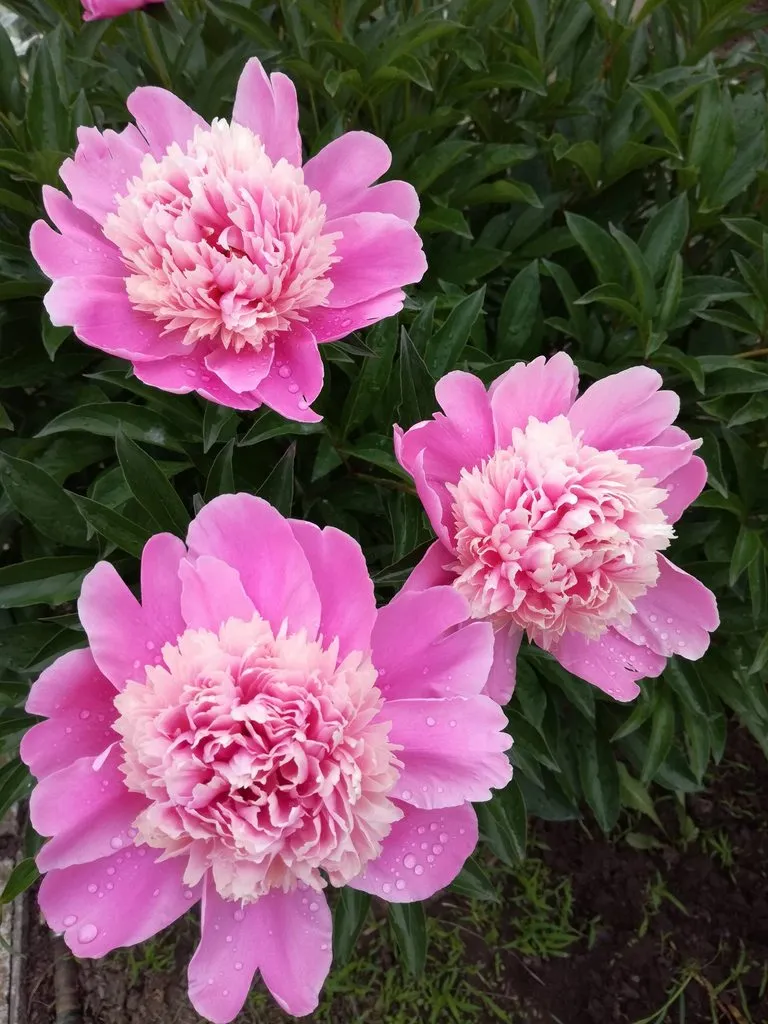 Чайная беседка