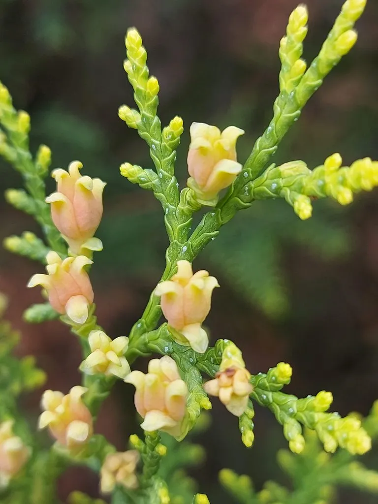 Чайная беседка