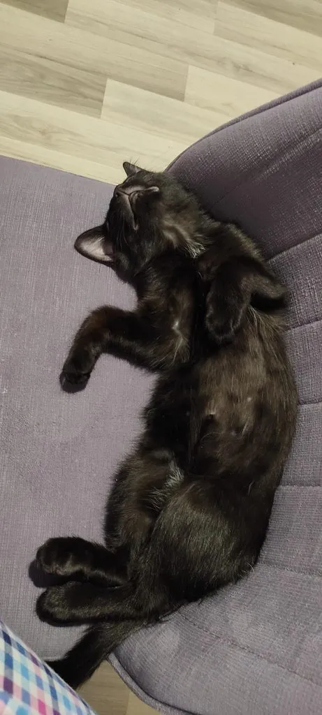 Tapтaлeтки & Ко