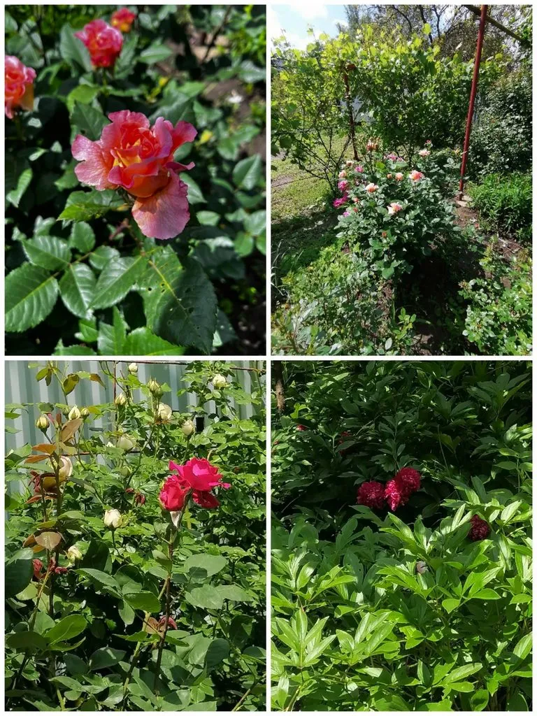 Чайная беседка