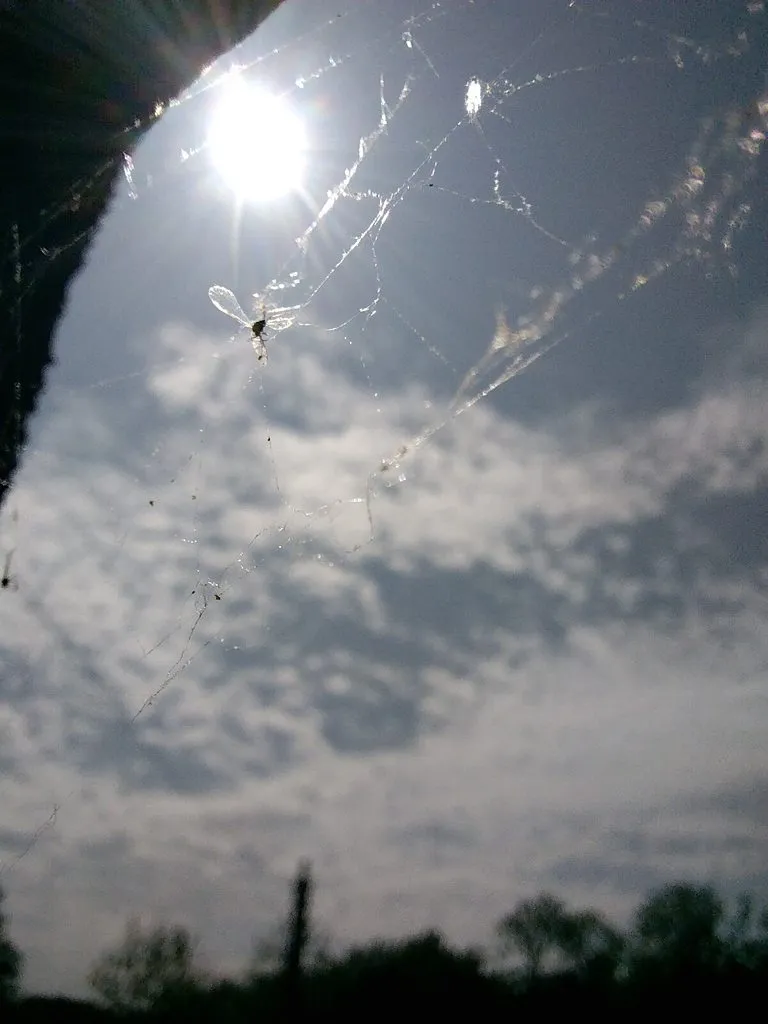 Чайная беседка