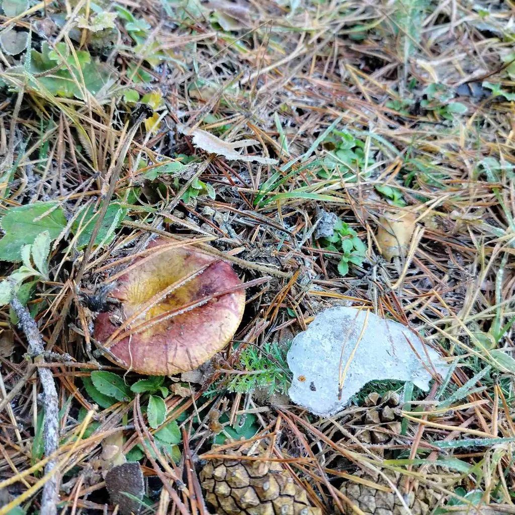 Чайная беседка