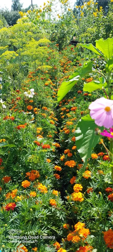 Чайная беседка