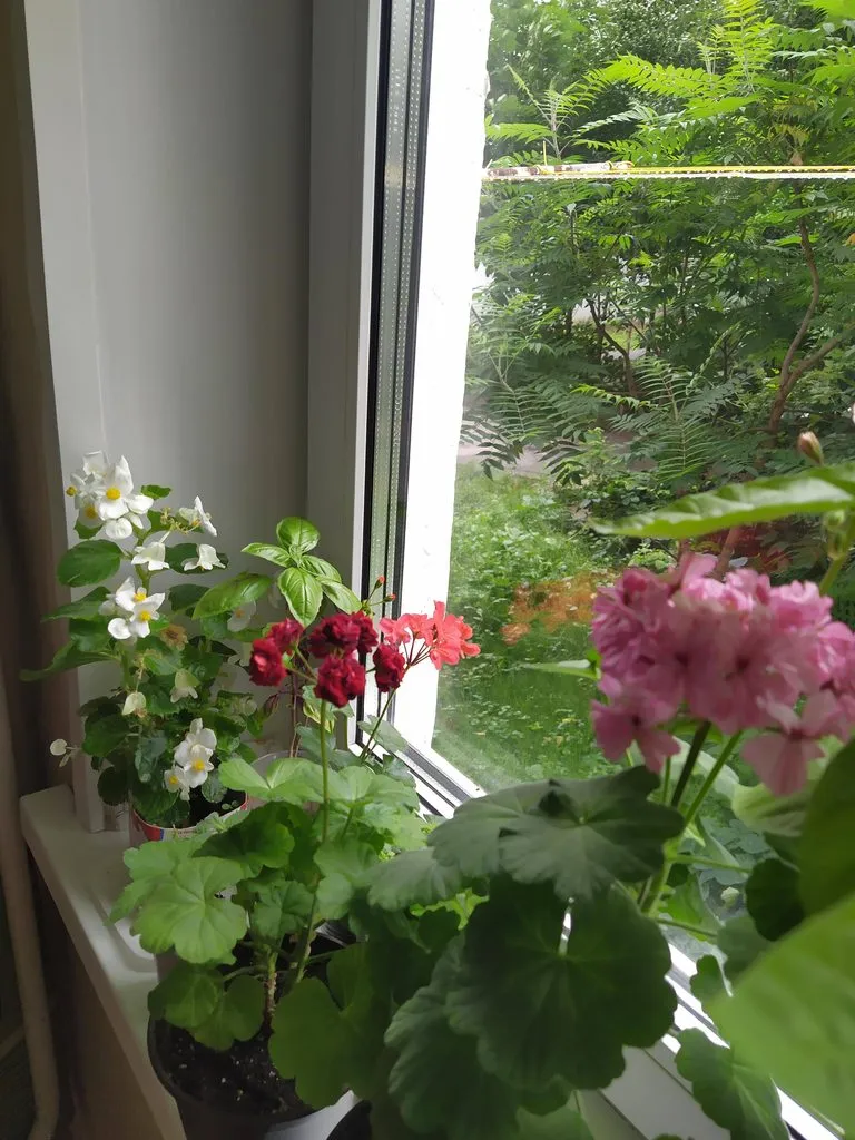 Чайная беседка