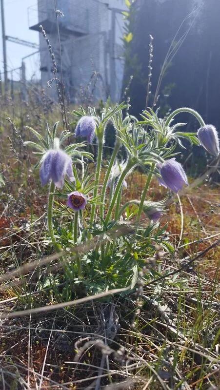 Чайная беседка
