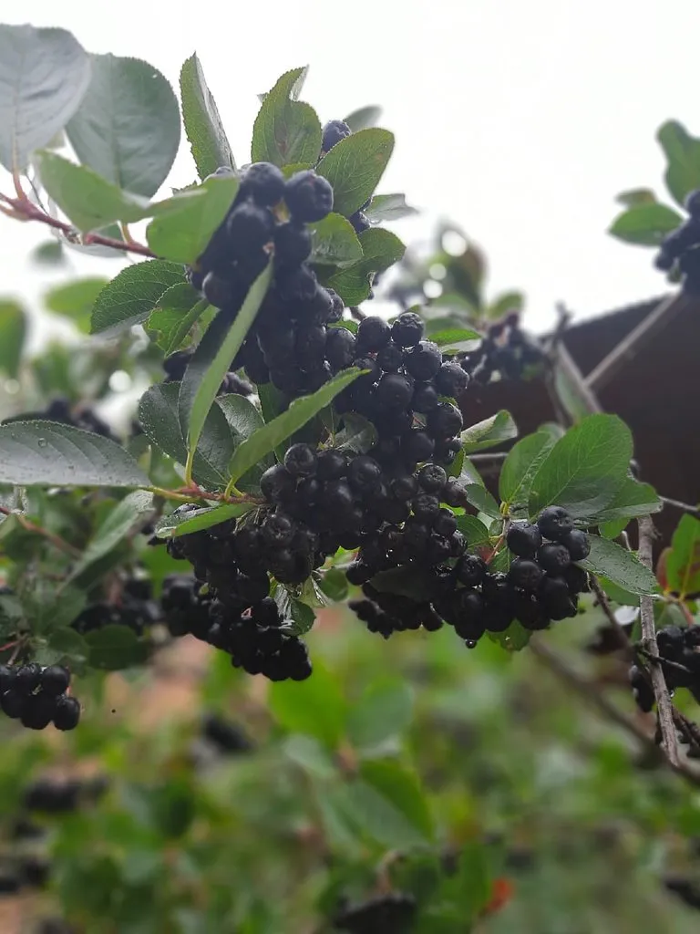 Кафе «У пани Сони»