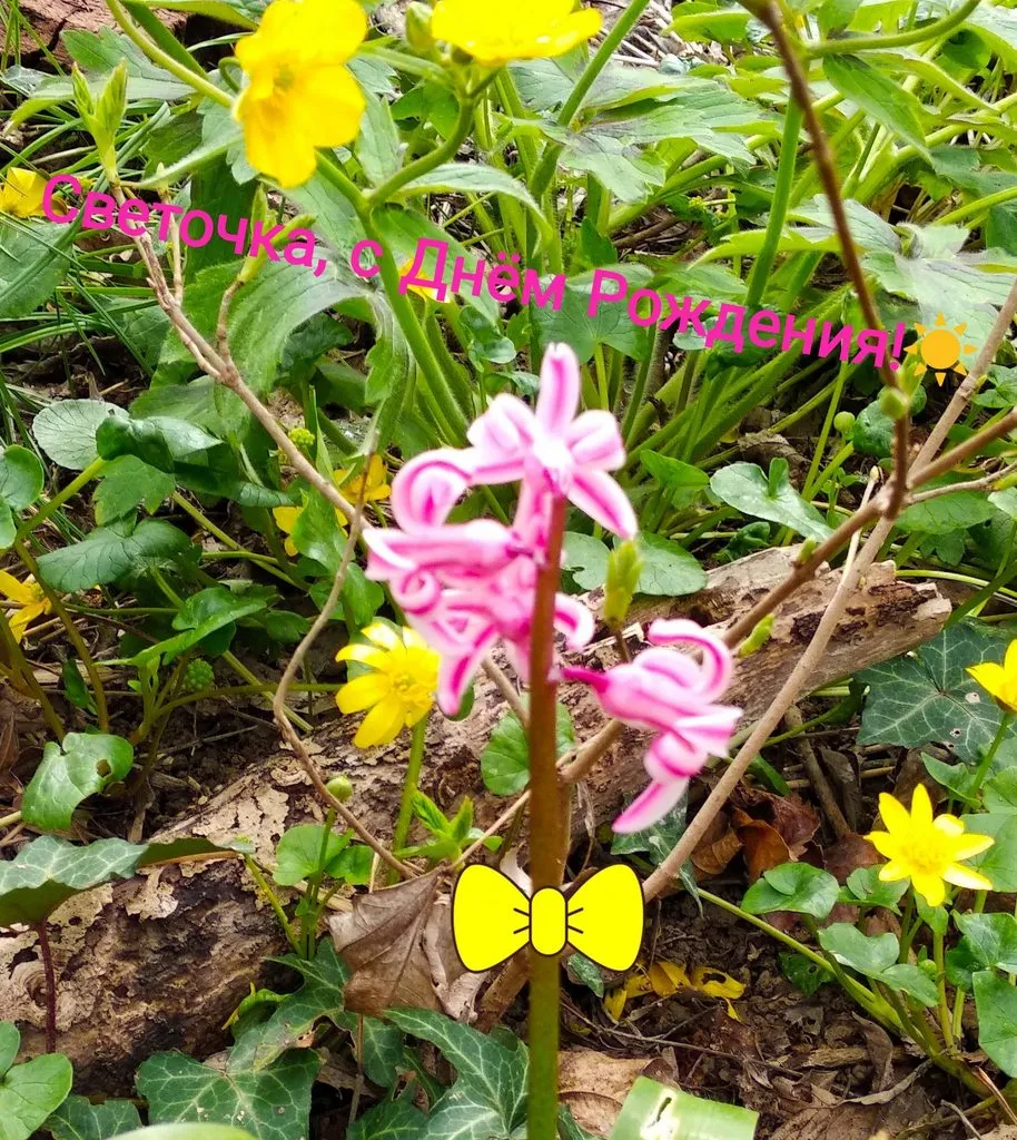 Чайная беседка