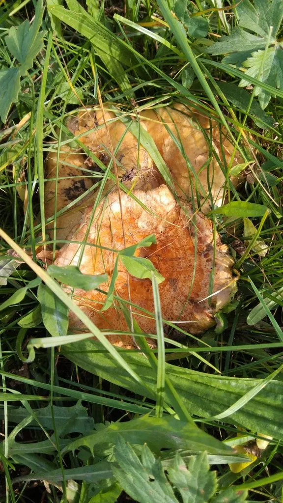 Чайная беседка