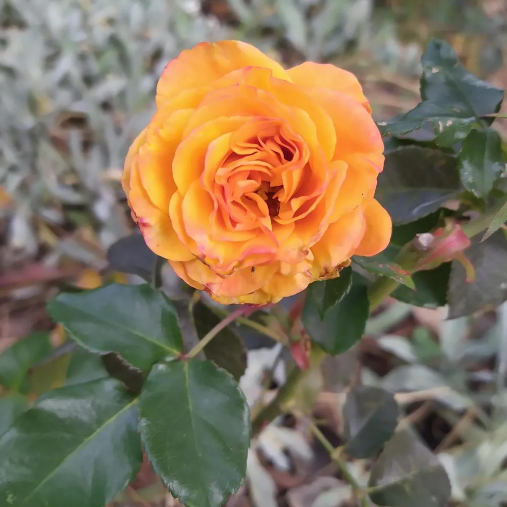 Чайная беседка