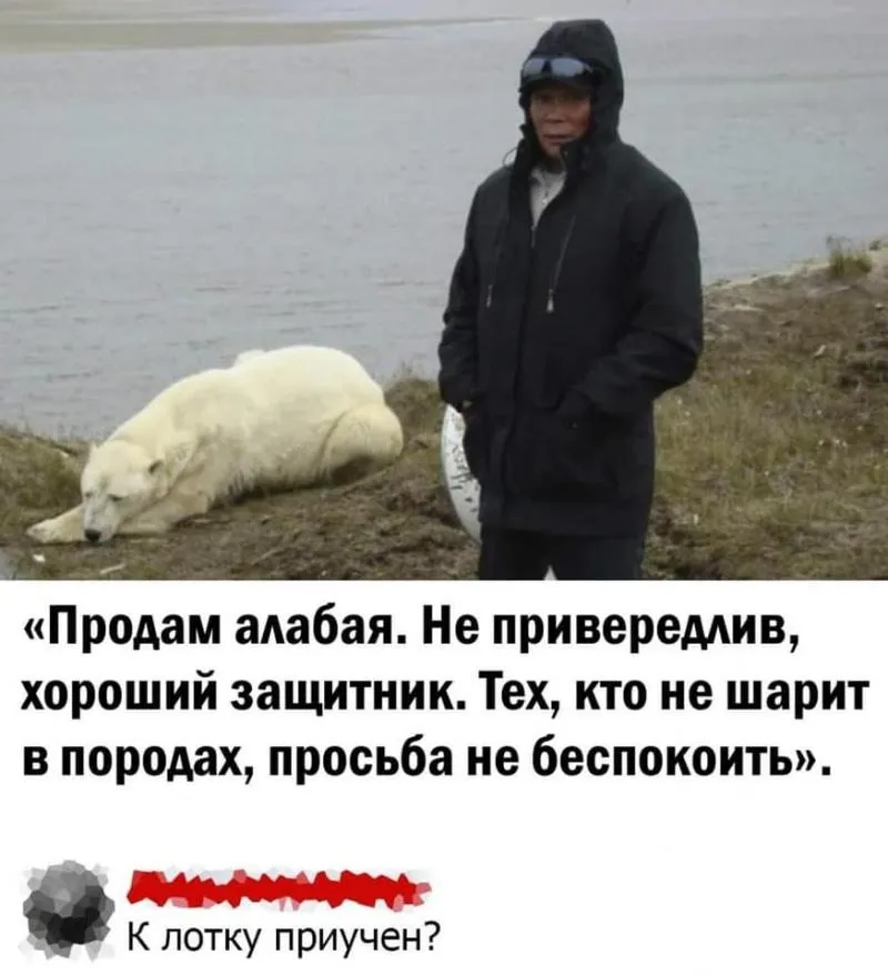 Про собак и пешеходов
