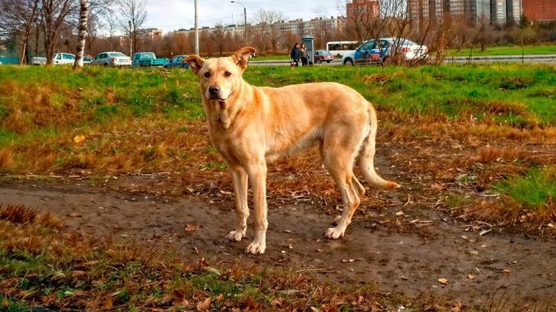 Рассказы для души