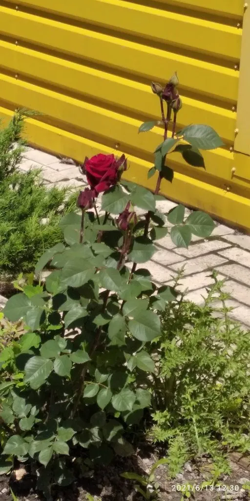 Tapтaлeтки & Ко