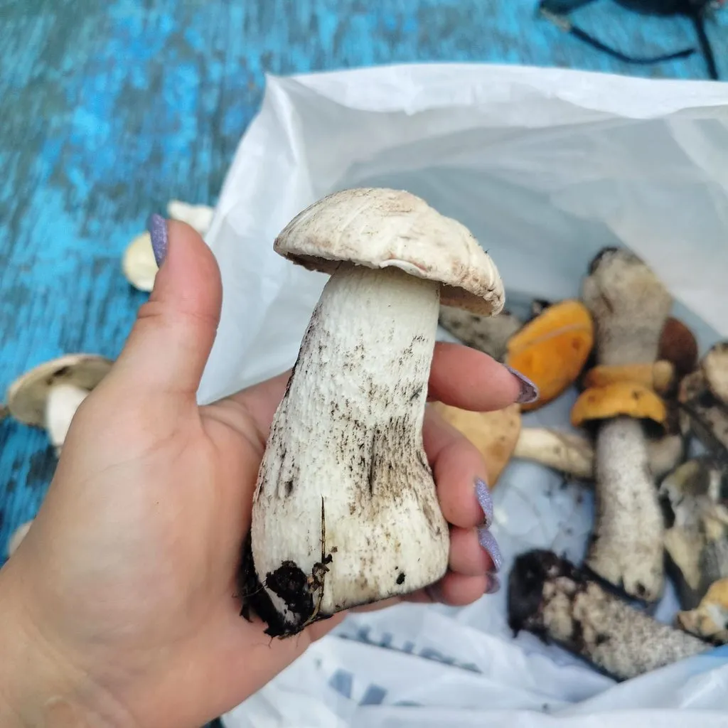 Чайная беседка