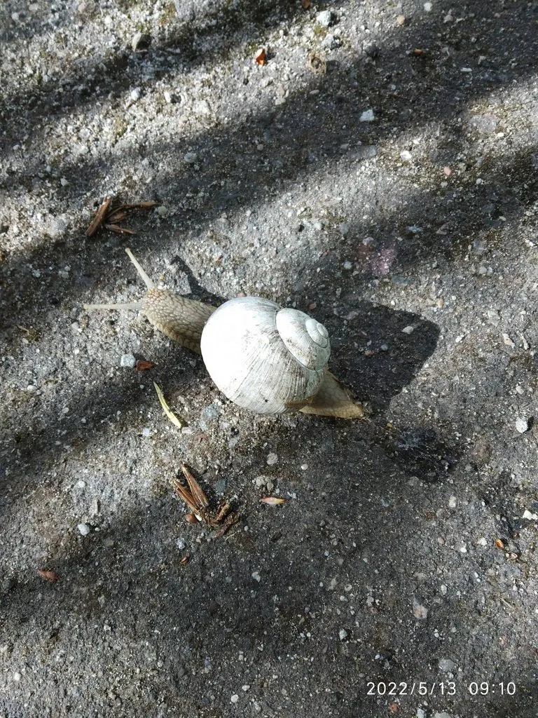 Чайная беседка