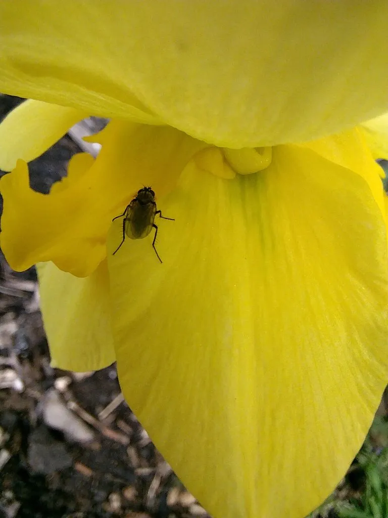 Чайная беседка