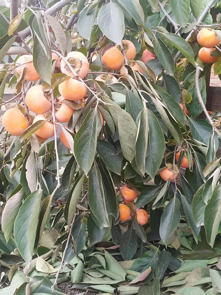 Чайная беседка