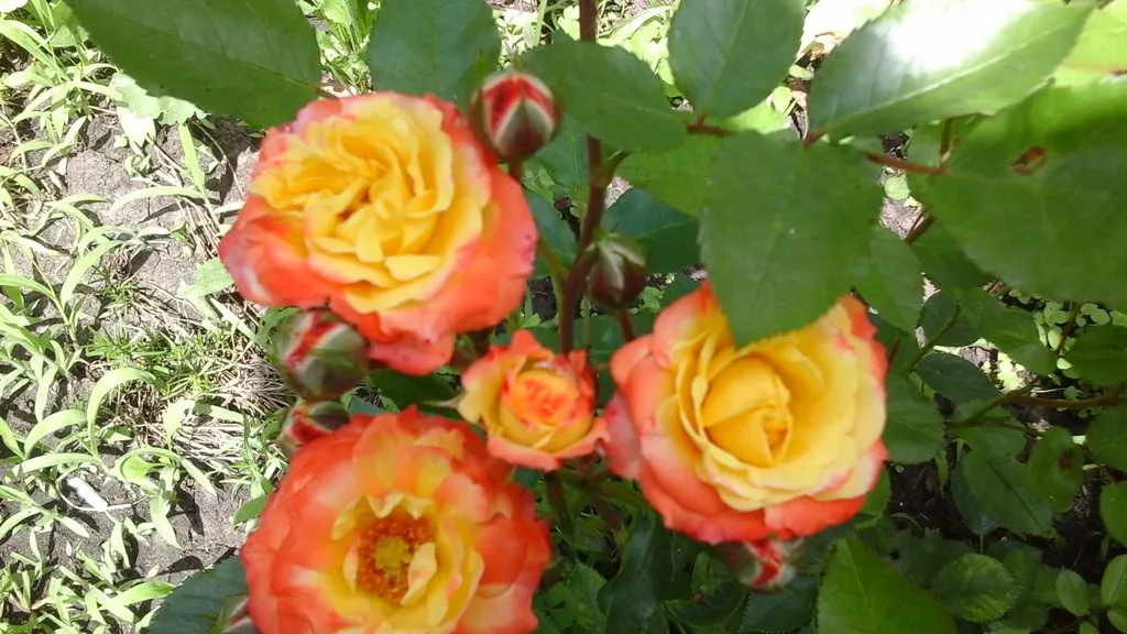 Чайная беседка