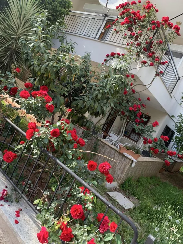 Флора
