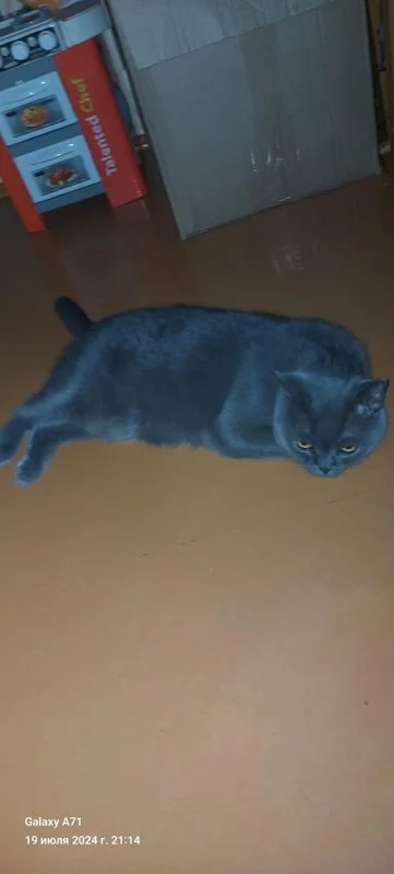 Чайная беседка