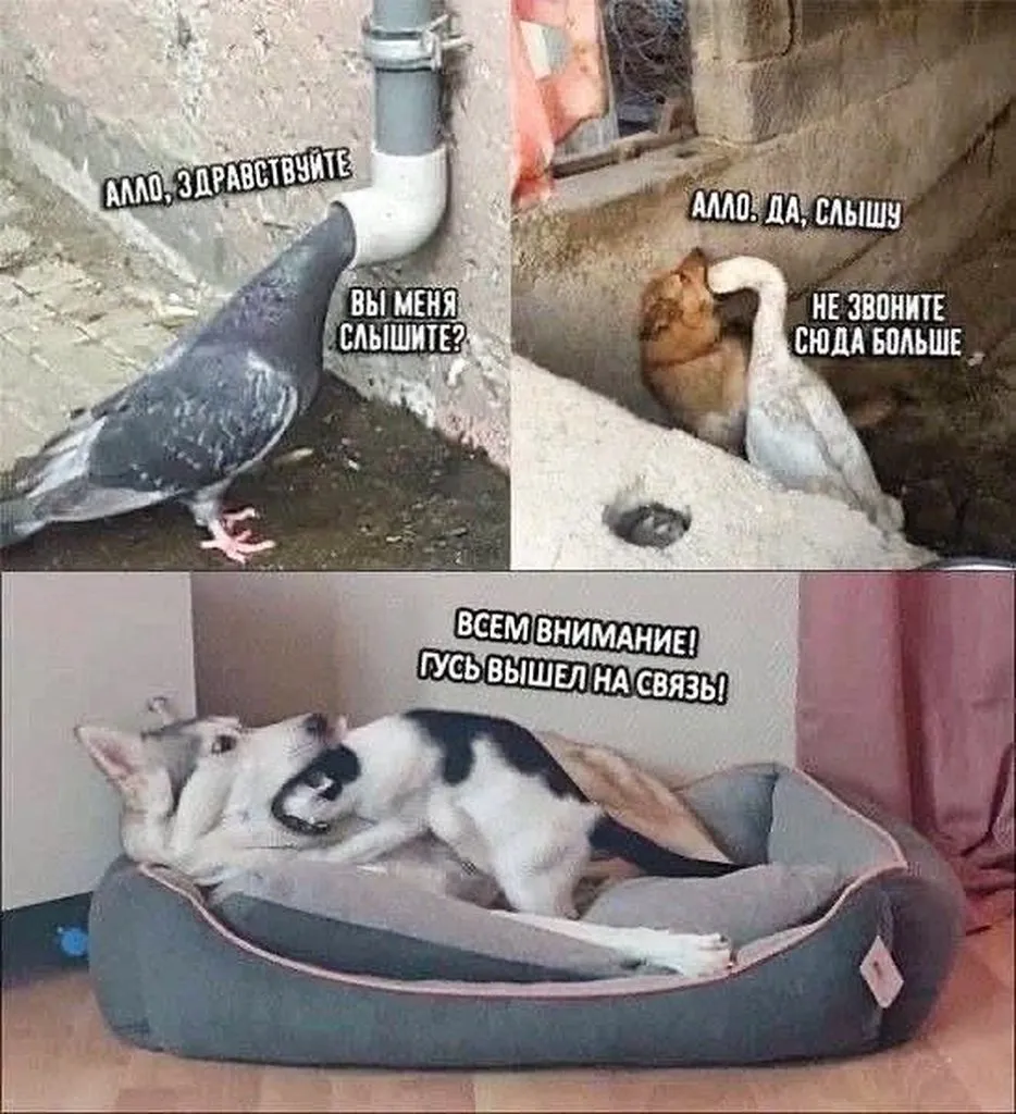 Кошичкина полиция