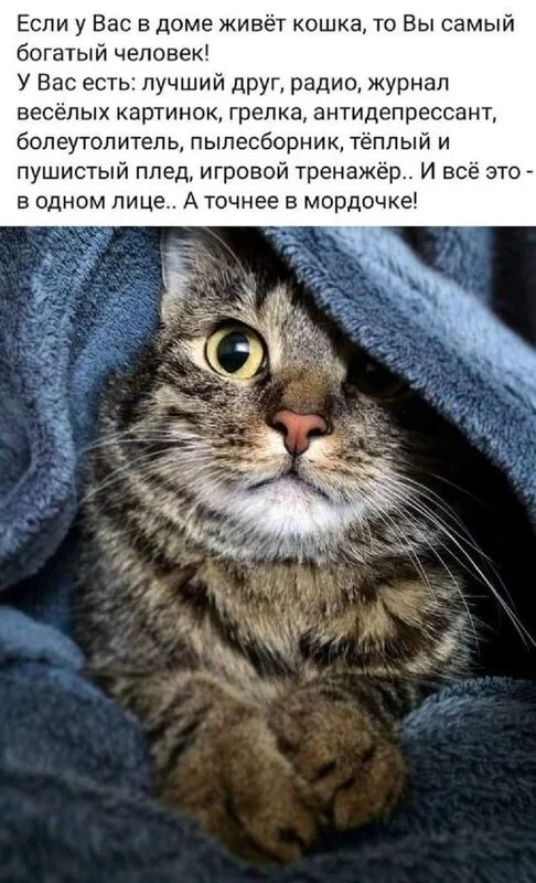 Кто сказал "Мяу"?