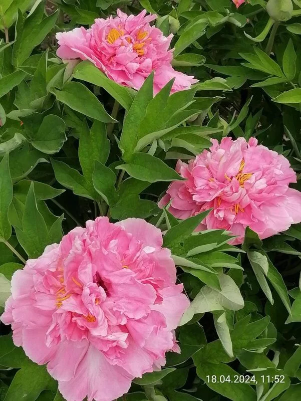 Чайная беседка