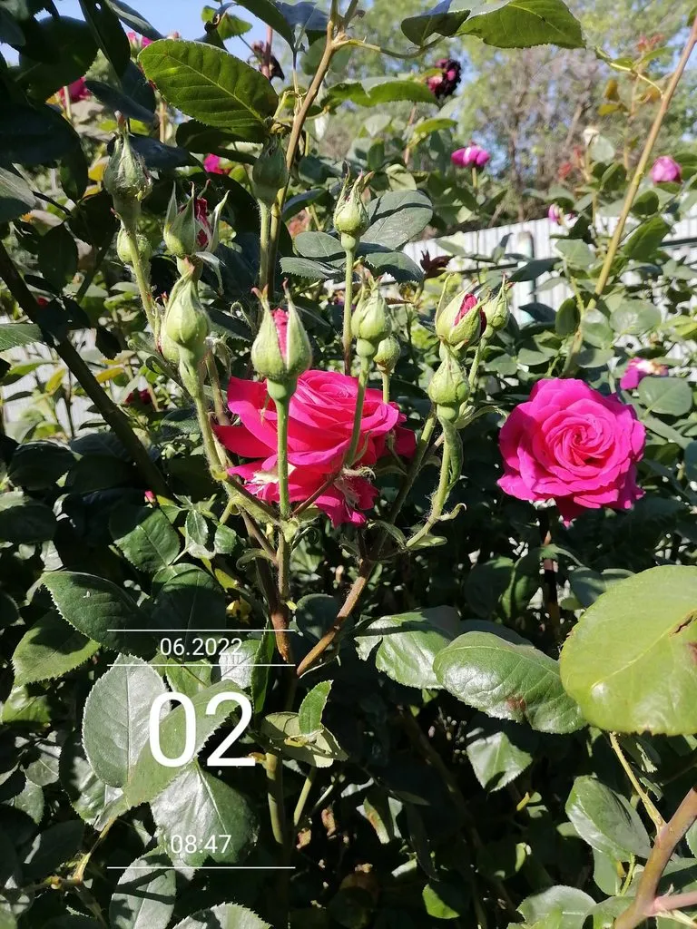 Чайная беседка