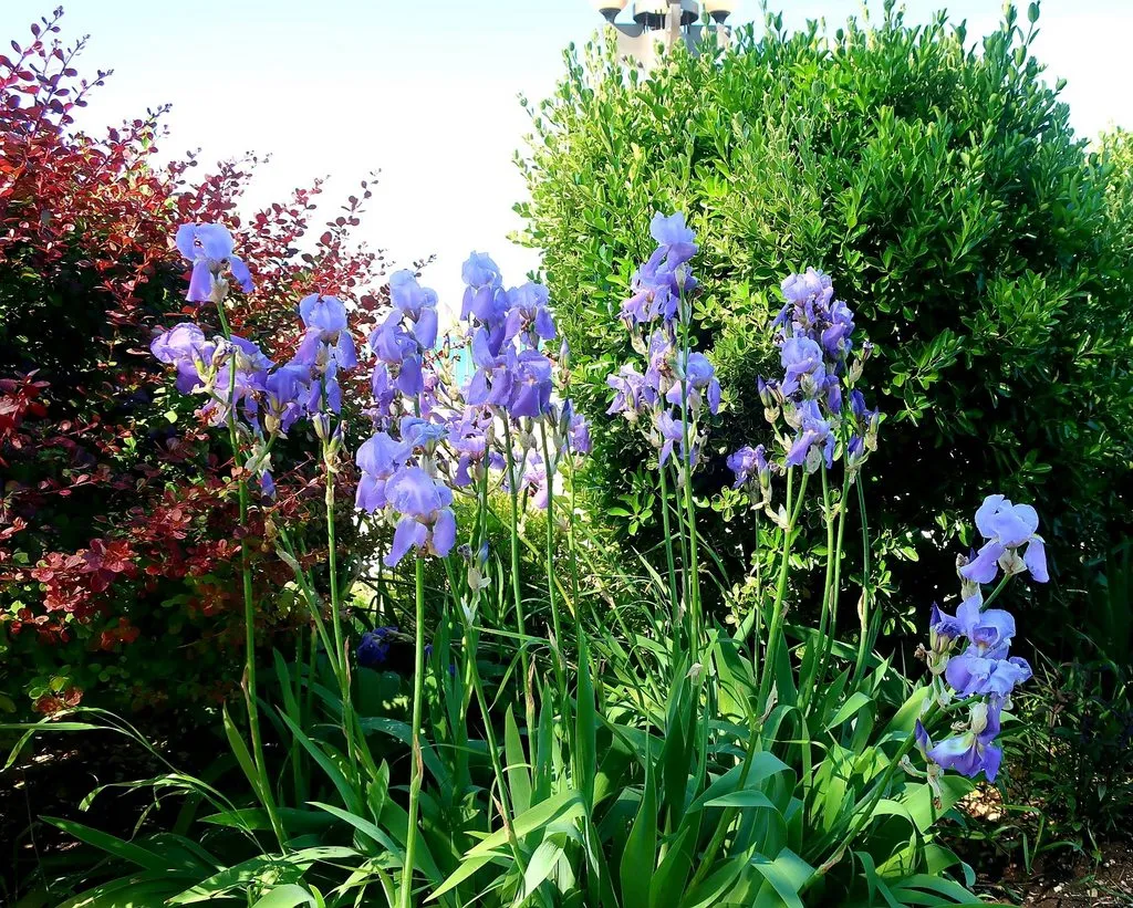 Чайная беседка