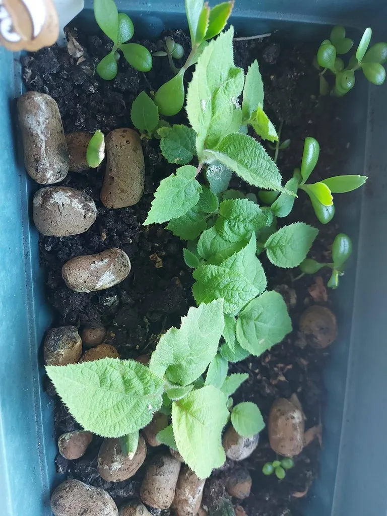 Tapтaлeтки & Ко