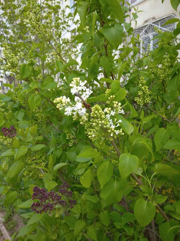 Чайная беседка