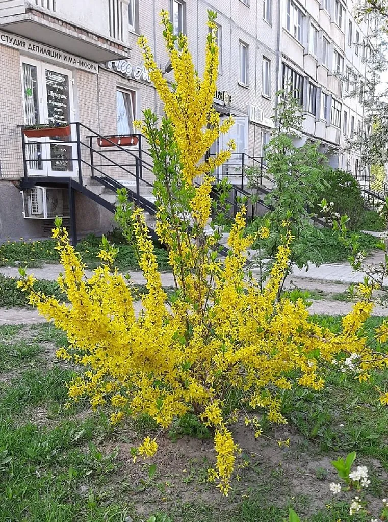 Кафе «У пани Сони»