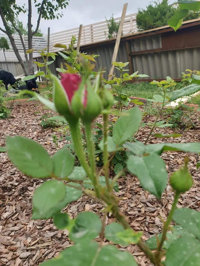 Чайная беседка