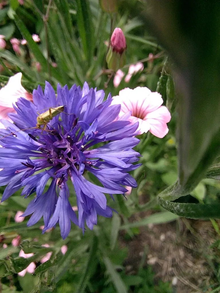 Чайная беседка