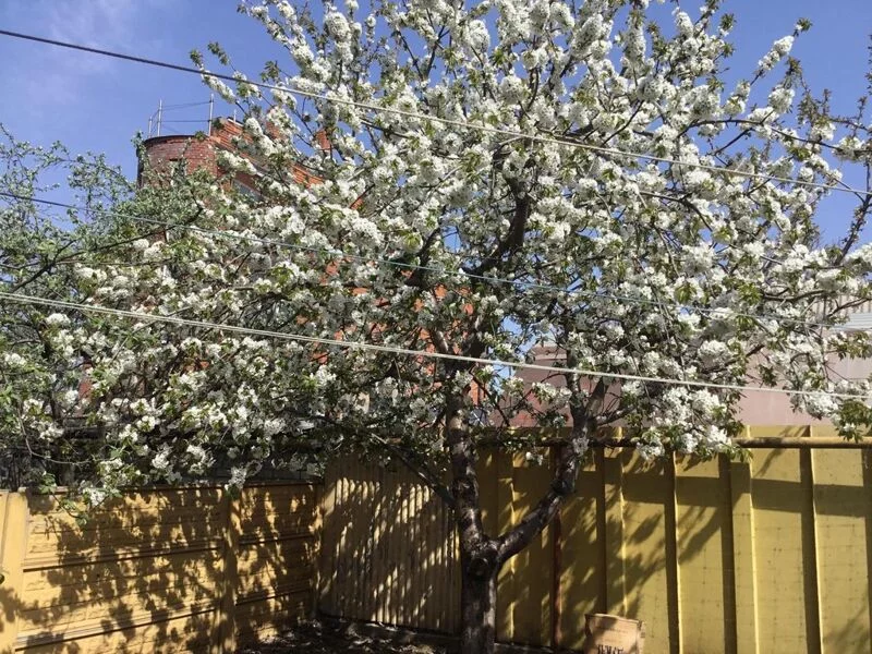 Чайная беседка