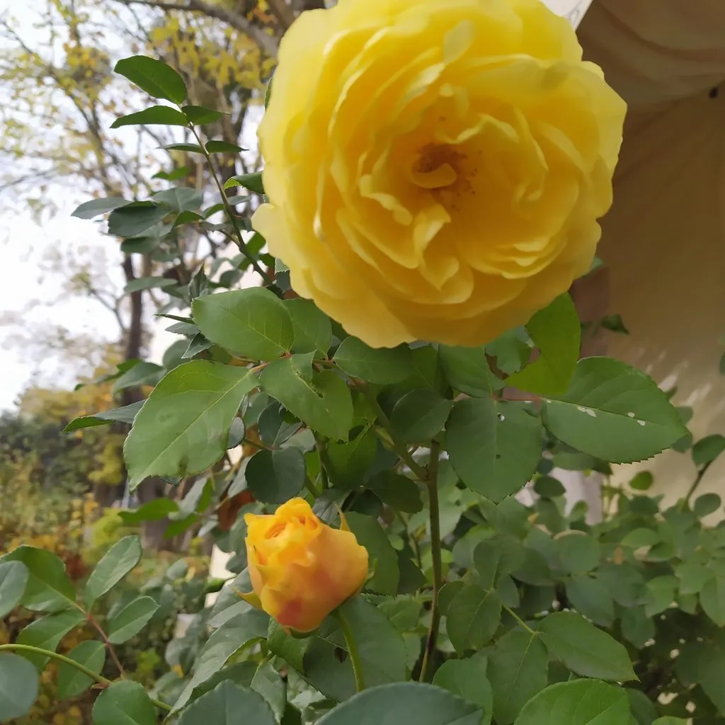 Чайная беседка