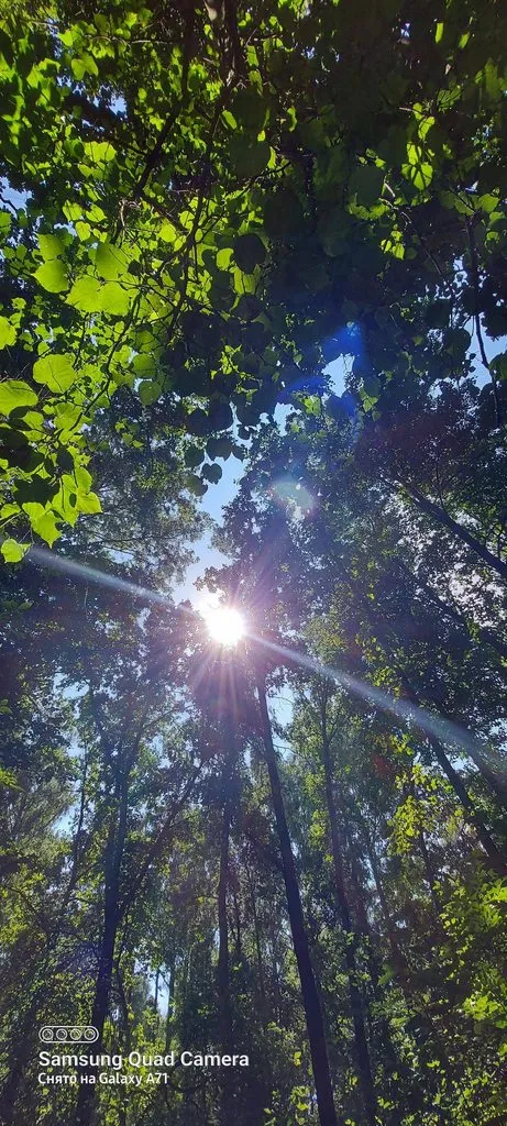 Чайная беседка