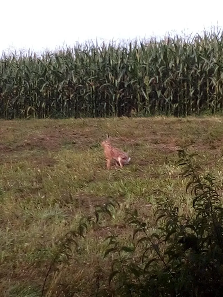 Чайная беседка