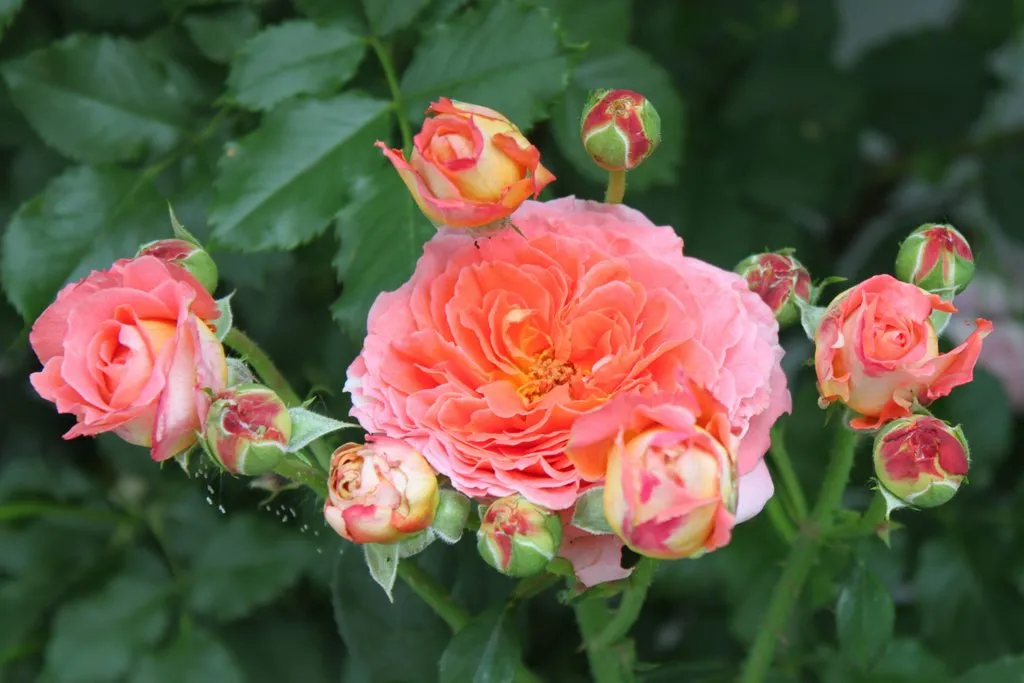 Tapтaлeтки & Ко